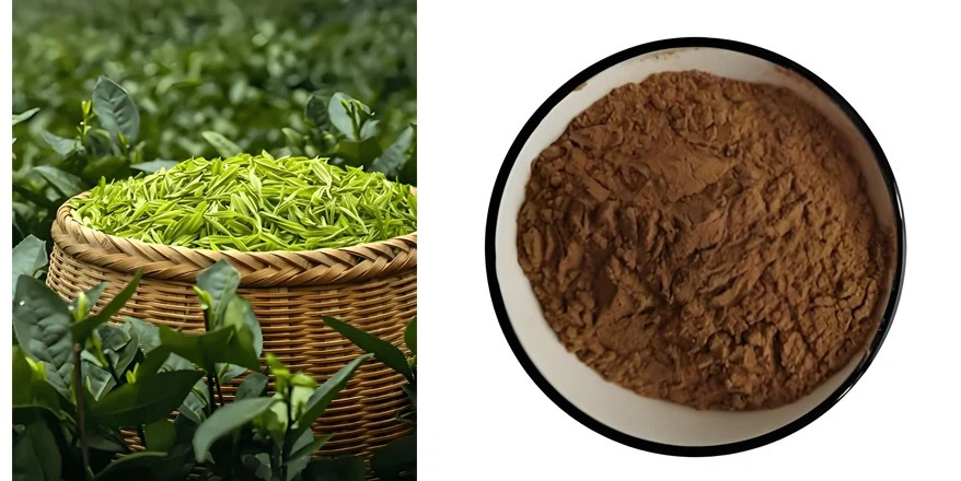 green tea extract green tea extract